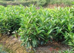 法国冬青冬天的种植小贴士