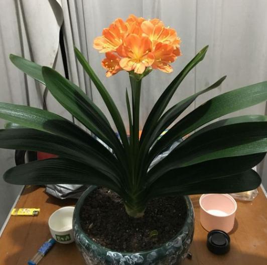 米兰花怎么养才能开花？光照和水分是关键吗