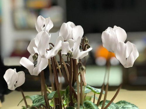 风信子与郁金香：书桌上的优雅