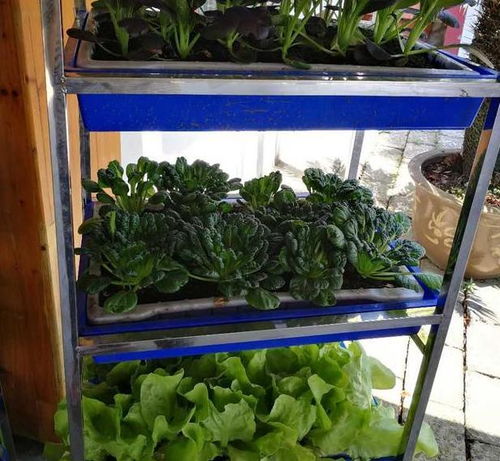 菠菜，绿油油的清新剂