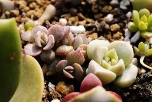 春天多肉怎么养？