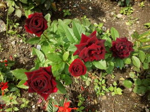 月季花株距与行距的神秘面纱