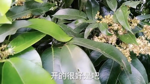 花开时节不宜喷农药