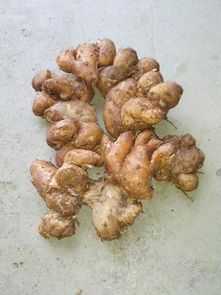 沙姜灰霉病与沙姜病害的区别