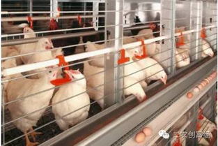 揭秘：鸡产蛋量减少与蛋体积缩小之谜！