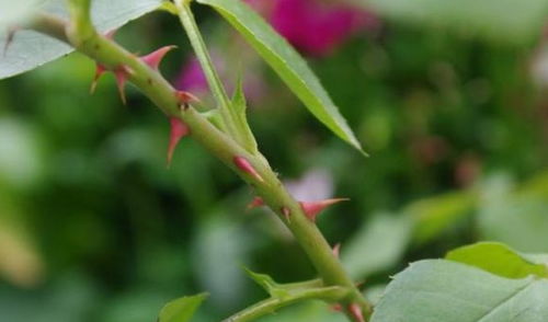 蔷薇嫁接月季的粗笋奥秘