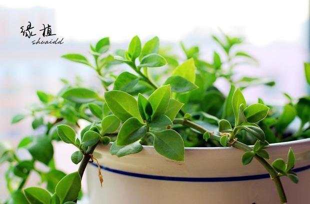 方法一：绿色植物，净化空气的“小帮手”