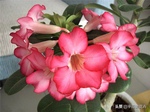 沙漠玫瑰冬季如何浇水？水分过多会烂根吗