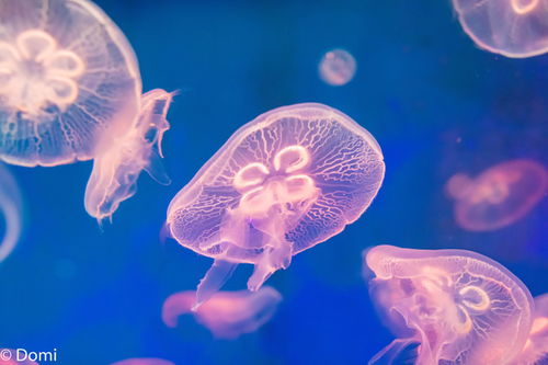 龙虾以浮游生物、贝类为食，是海洋生态重要组成部分