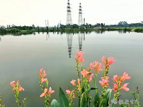 选植物就像挑衣服， 场合蕞重要