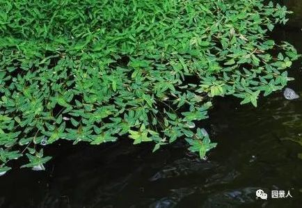 速生槐叶苹：速生水生植物
