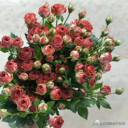 巧克力泡泡月季， 瓶插花期也长