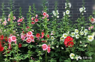 种花门道七：抗寒狠角色清单