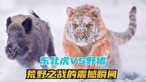 东北虎勇斗棕熊，森林霸主巅峰对决