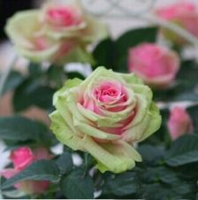 苦水玫瑰：高原富硒， 稀有珍贵