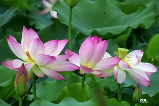荷花：水中的精灵