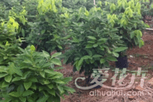 清香木为何在秋季大量掉落叶子？是受什么因素影响导致的落叶现象