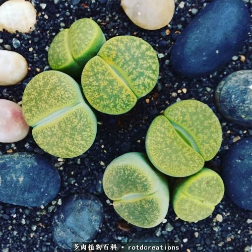 动态遮阳， 保持金黄色的秘密