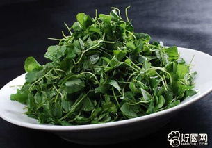 紫花苜蓿：牧草之王