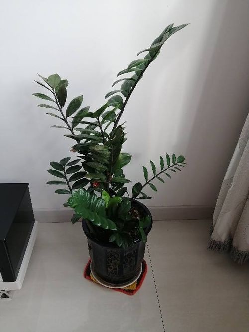 金钱树：招财进宝好兆头