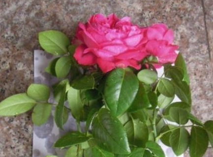 太空月季的生长特点