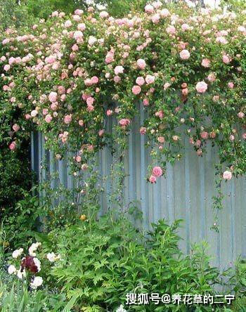 蔷薇种植时间与开花多