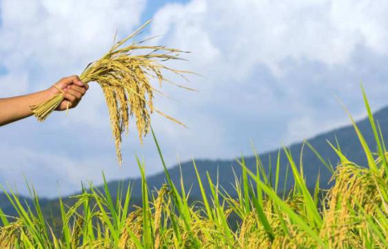 小心使用， 避免药害