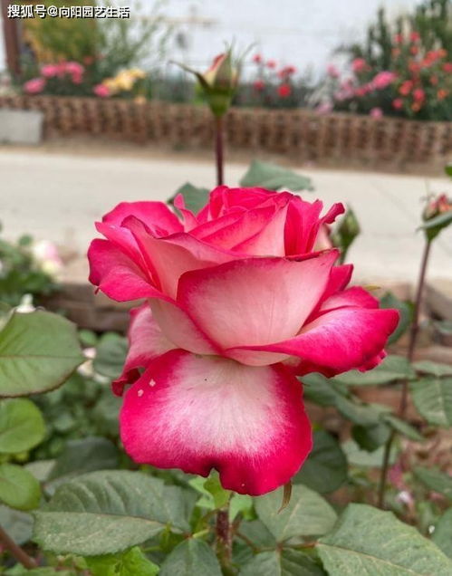 南阳月季小苗， 花团锦簇的美丽起点