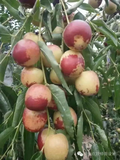 冬枣环剥需注意剥皮深度、时间及天气