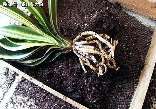 多菌灵的使用效果与平安性