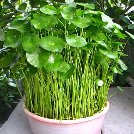 铜钱草：一种独特的水生植物