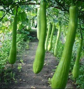 蛋黄油富含多种营养，具有润肤、养颜、促进伤口愈合等功效