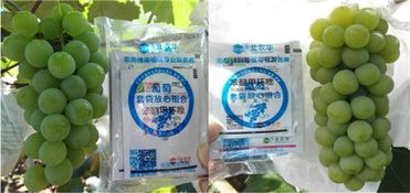 戊唑醇是个啥？