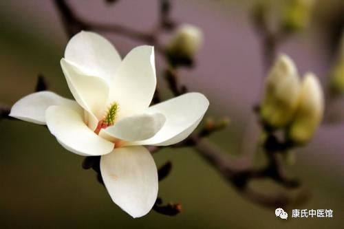 玉兰花的果子，你能吃吗