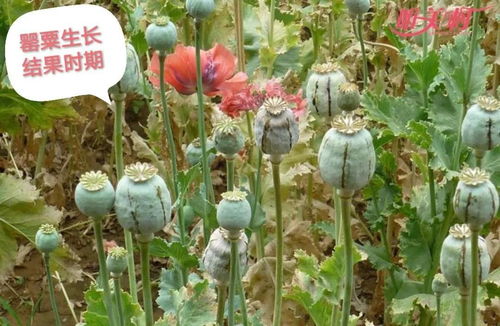 罂粟合法生产，其背后原因究竟是什么