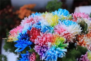紫色菊花售价几何？性价比之选