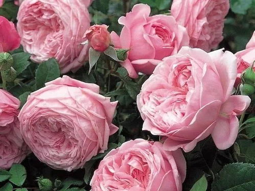 耐阴藤本月季，室内外皆宜