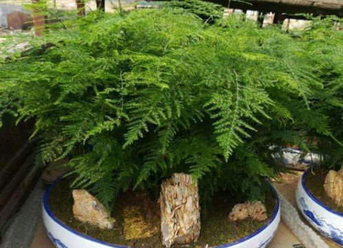 文竹怎么可以长得粗壮？养护秘诀是