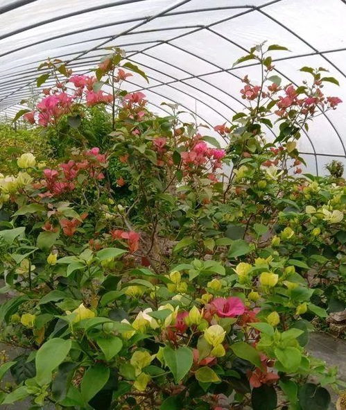 黄泥巴土， 也Neng养出好月季