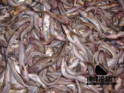 冷冻鱼作为饲料原料，其营养成分如何分类？