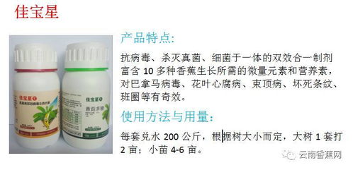 香蕉黄叶病：香蕉的噩梦