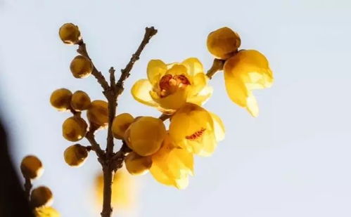 多彩腊梅花怎么养最好？如何让花朵绽放更艳丽