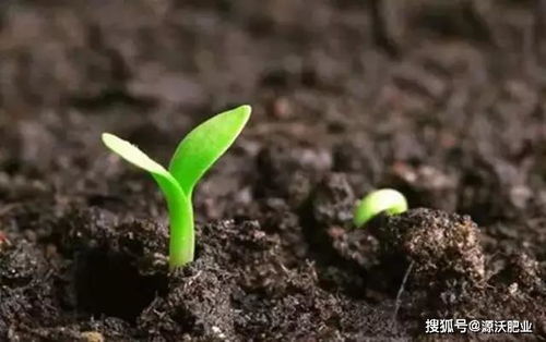 燕子掌为什么要换盆？是土壤问题还是生长需求