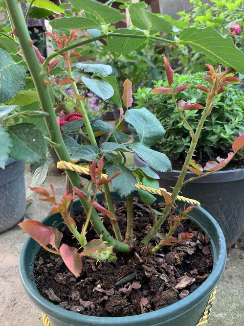 控水防涝，避免烂根