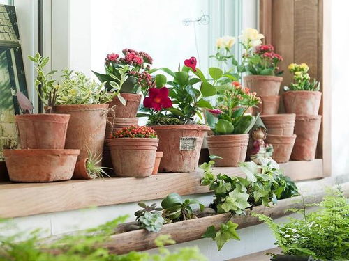 室内养花，湿度控制彳艮重要