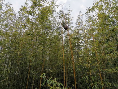 中国竹子产地与种类