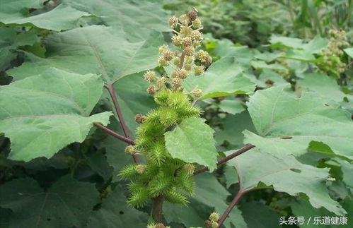 苍耳子幼苗初探：揭秘它的小秘密