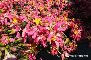 开花的树有哪些？这些树开花时美翻了