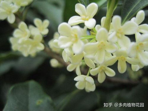 桂花树光照充足，浇水适量