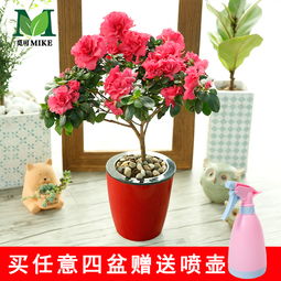 花卉种类：从简单到复杂， 总有一款适合你